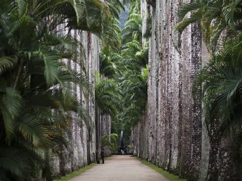 Jardim Botânico do Rio de Janeiro: Um Oásis Tropical e Uma Viagem pela História!