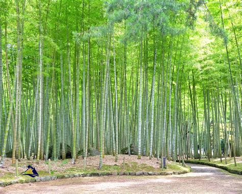 Floresta de Bambus de Luzhou: Uma Imersão Verdante na Natureza e um Refúgio para a Alma!